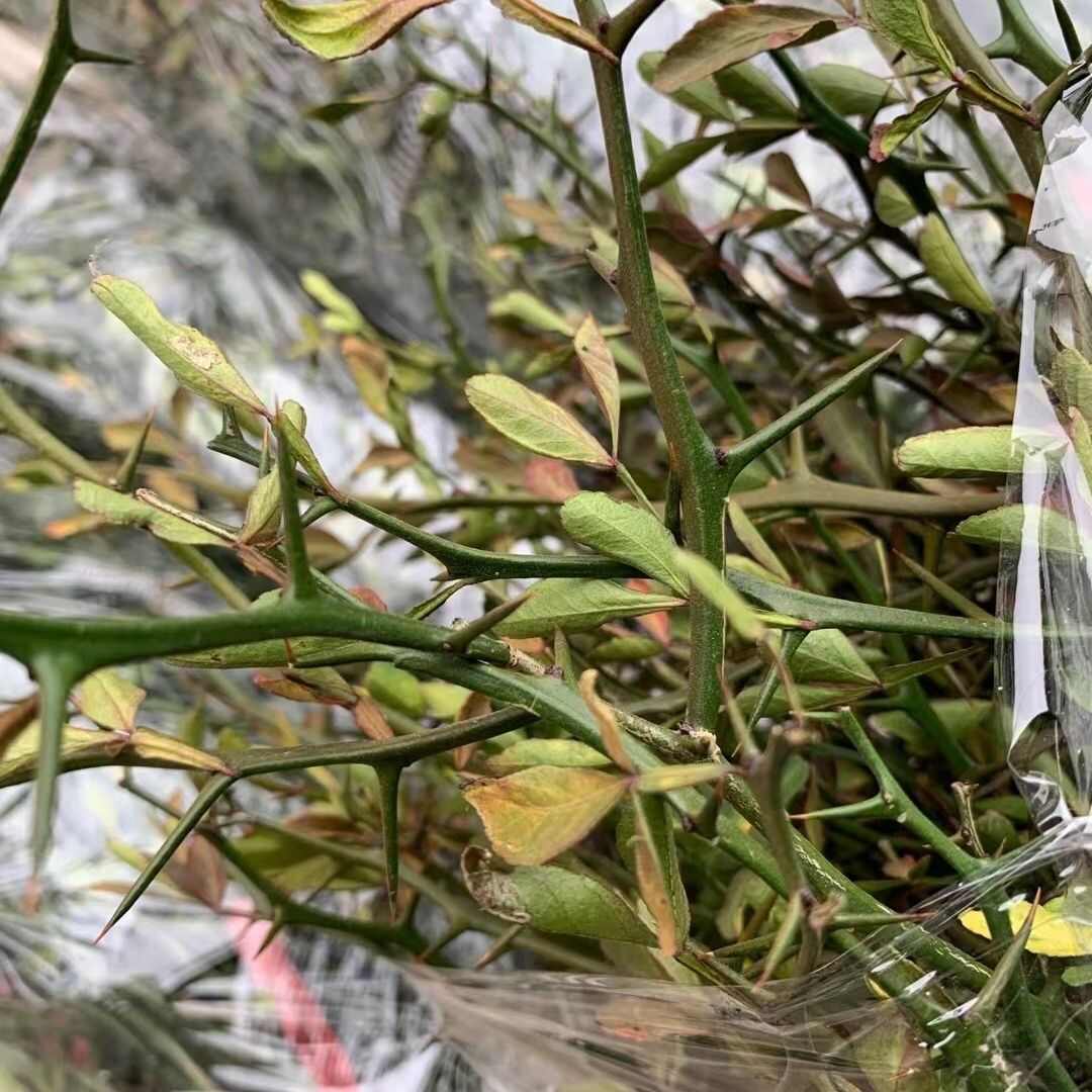 新枸橘种子  雀不占树带刺植物树种子