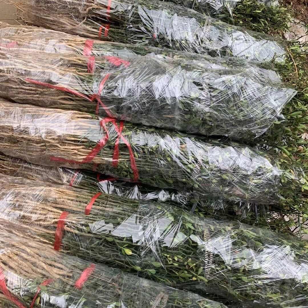 新枸橘种子  雀不占树带刺植物树种子