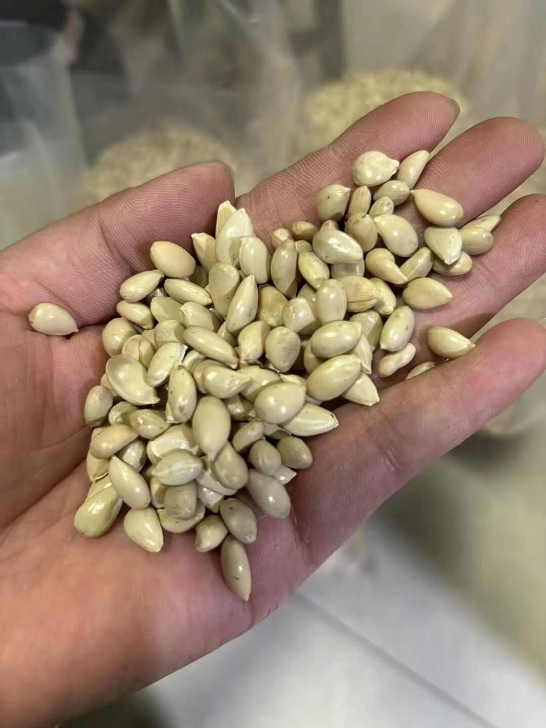 新枸橘种子  雀不占树带刺植物树种子