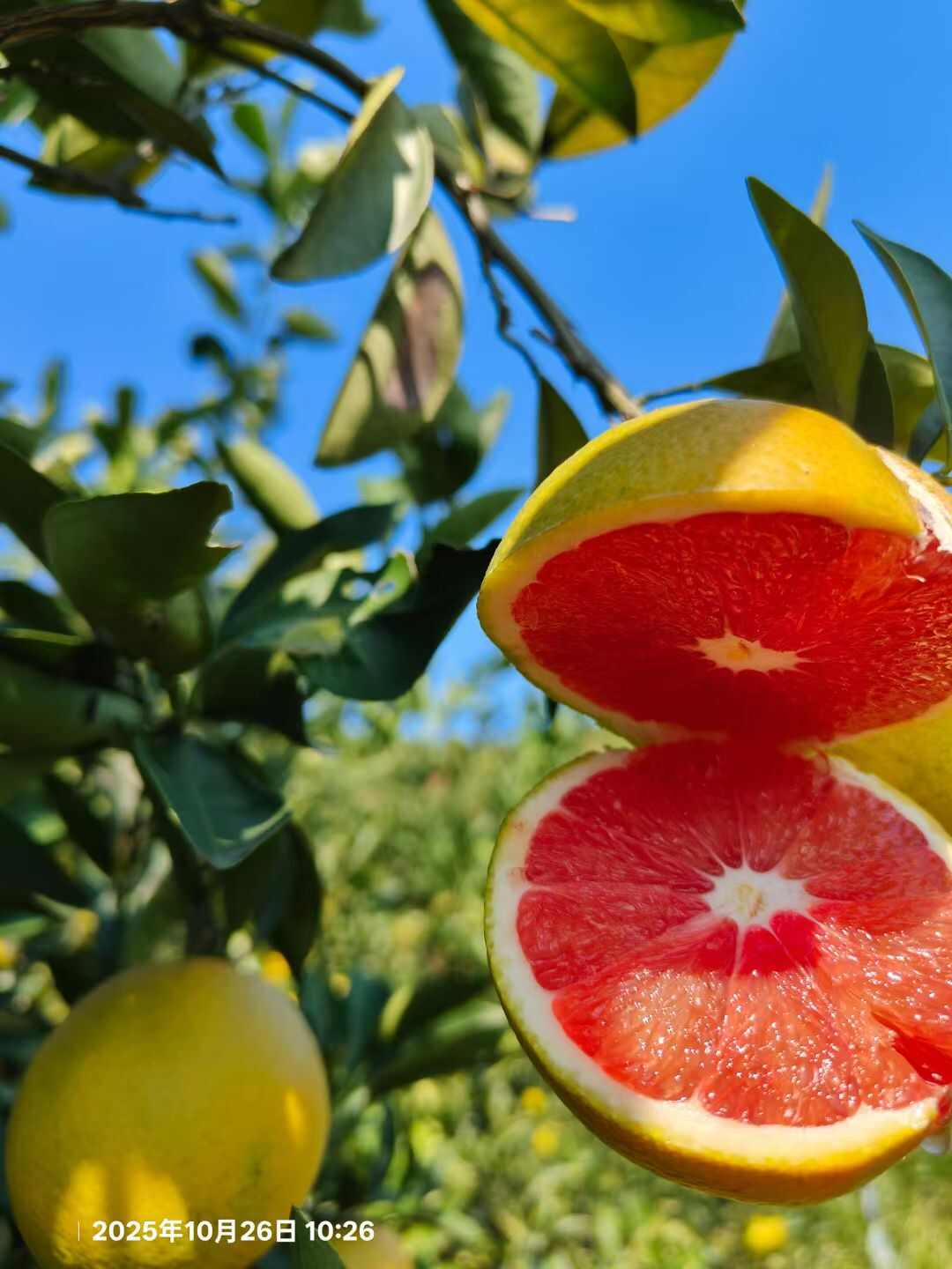 顺丰速运 江西赣南血橙 新鲜采摘当季水果