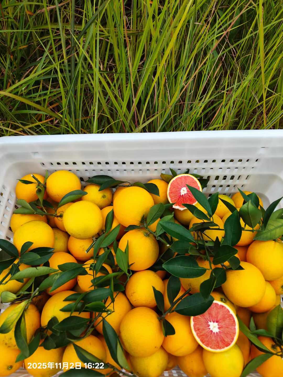 顺丰速运 江西赣南血橙 新鲜采摘当季水果