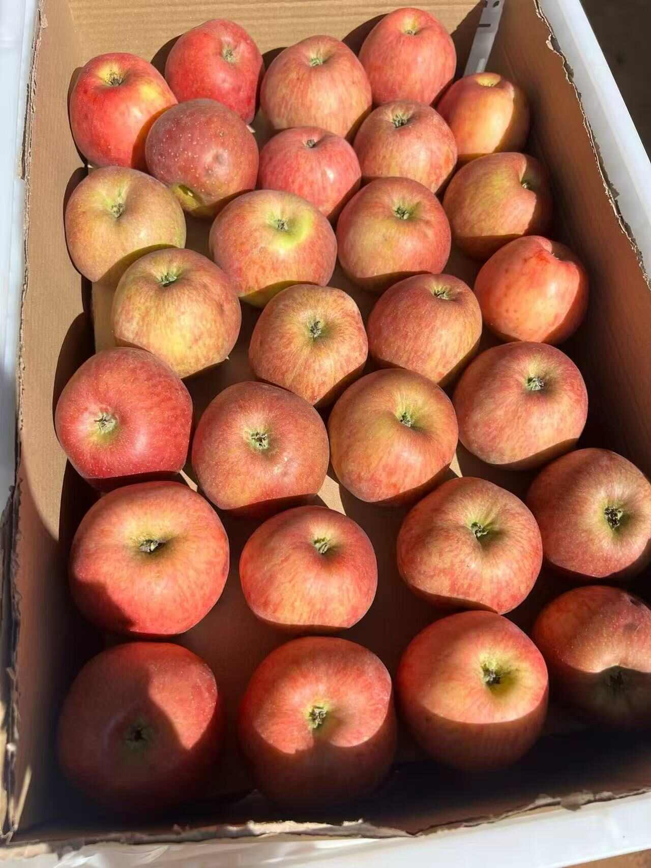 云南昭通丑苹果冰糖心当季水果脆甜多汁5斤9斤整箱包邮批发