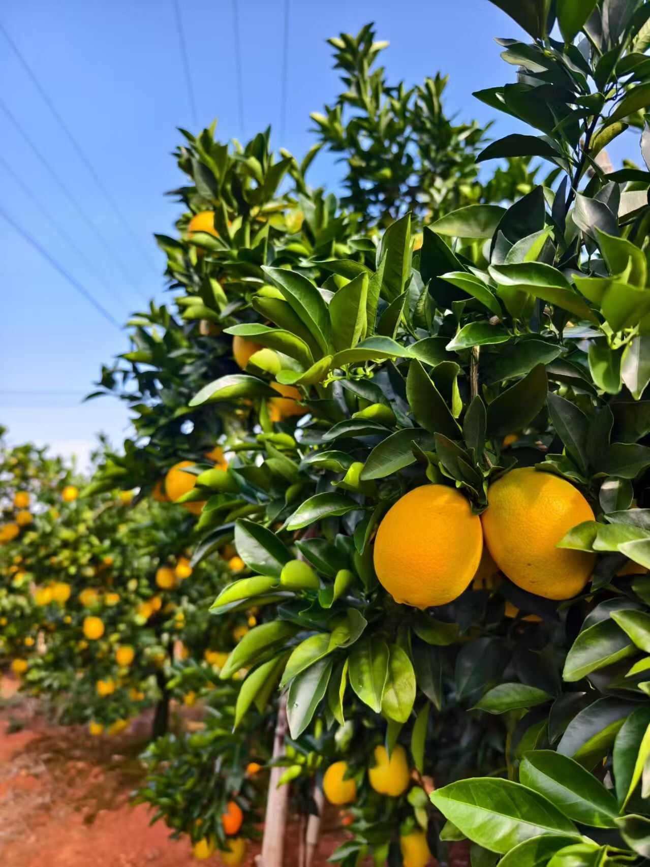正宗赣南脐橙成熟季，皮薄肉厚，水嫩多汁