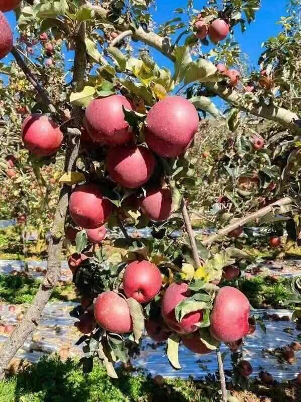 云南昭通丑苹果冰糖心当季水果脆甜多汁5斤9斤整箱包邮批发