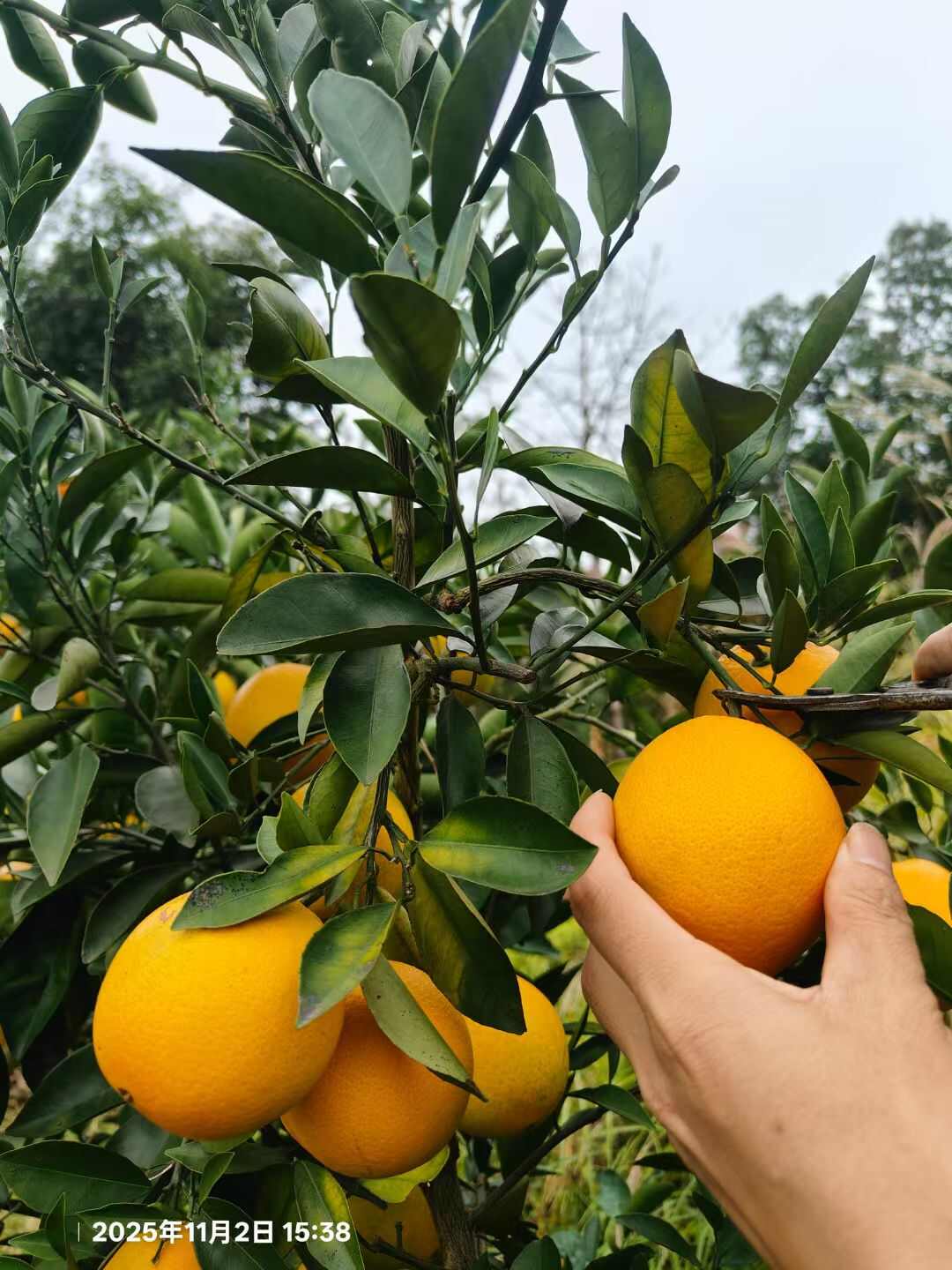 顺丰速运 江西赣南血橙 新鲜采摘当季水果