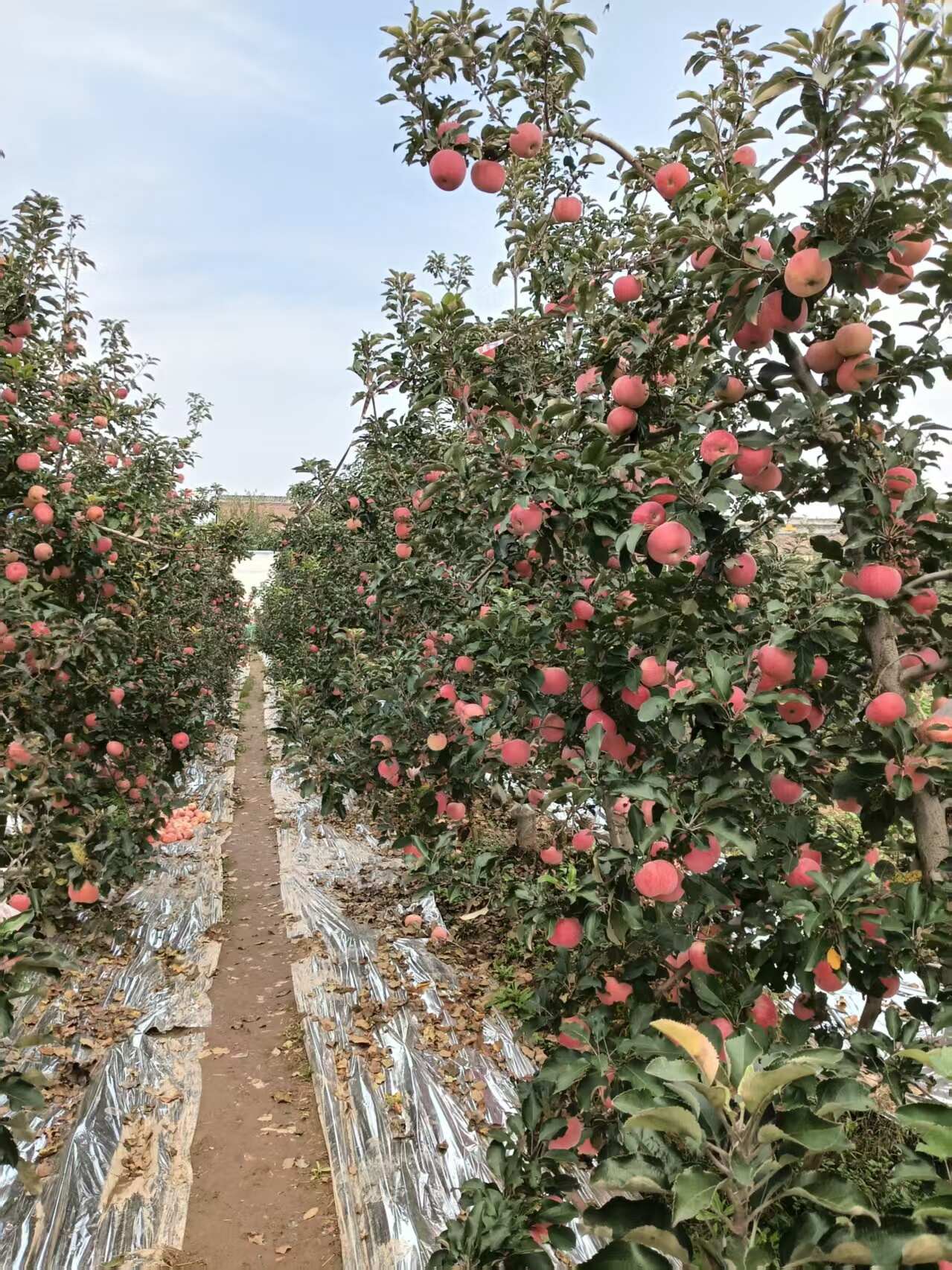 陕西红富士苹果
