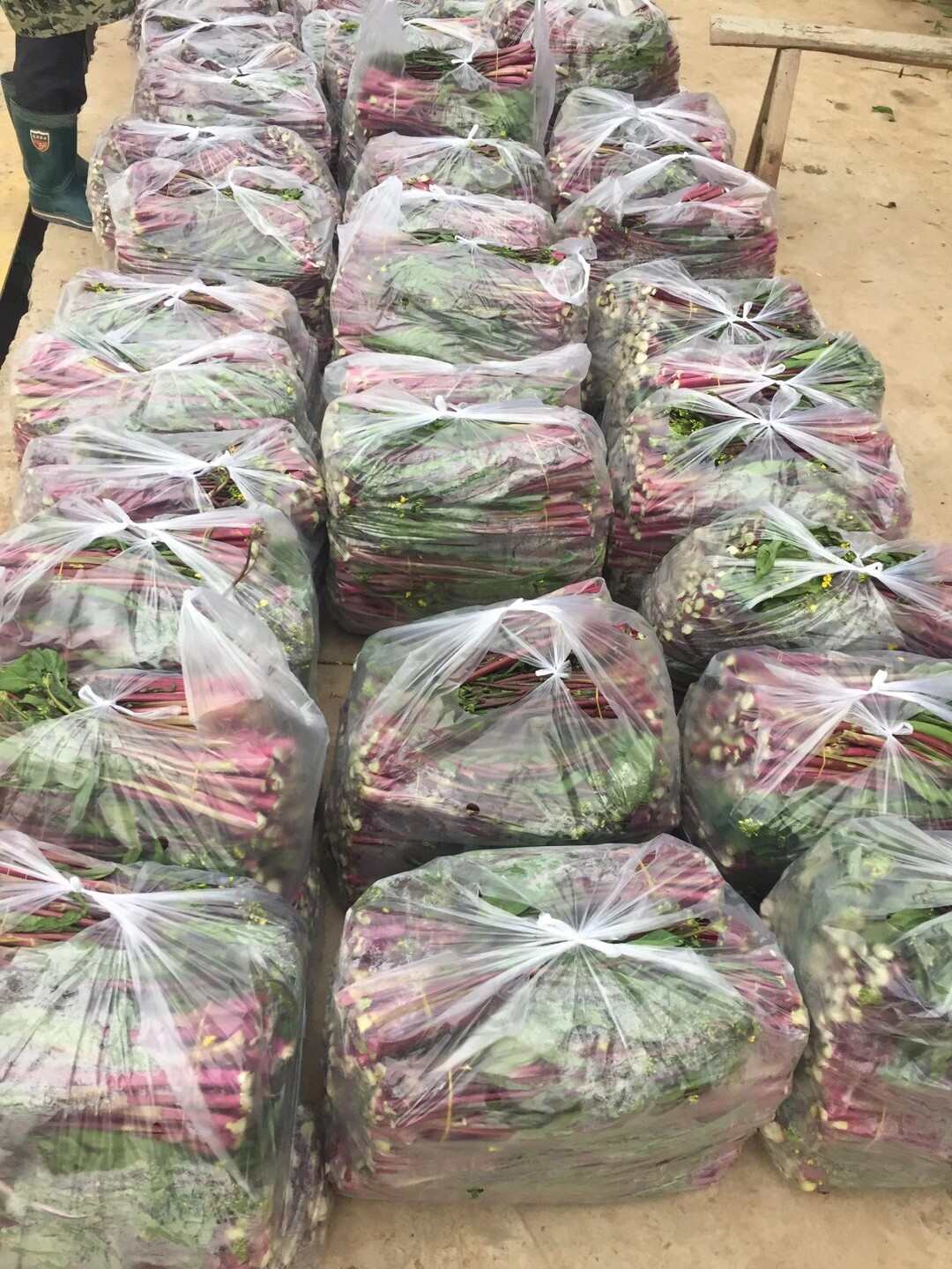 红菜苔大量上市。质量好