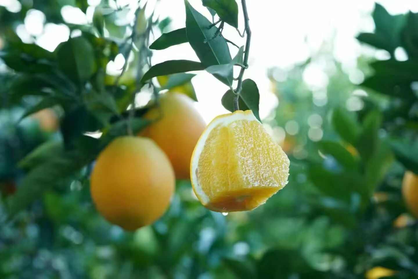 正宗赣南脐橙成熟季，皮薄肉厚，水嫩多汁