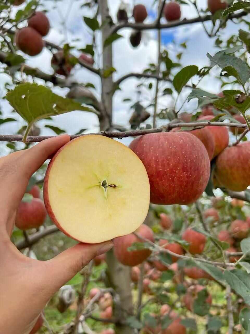 云南昭通丑苹果冰糖心当季水果脆甜多汁5斤9斤整箱包邮批发