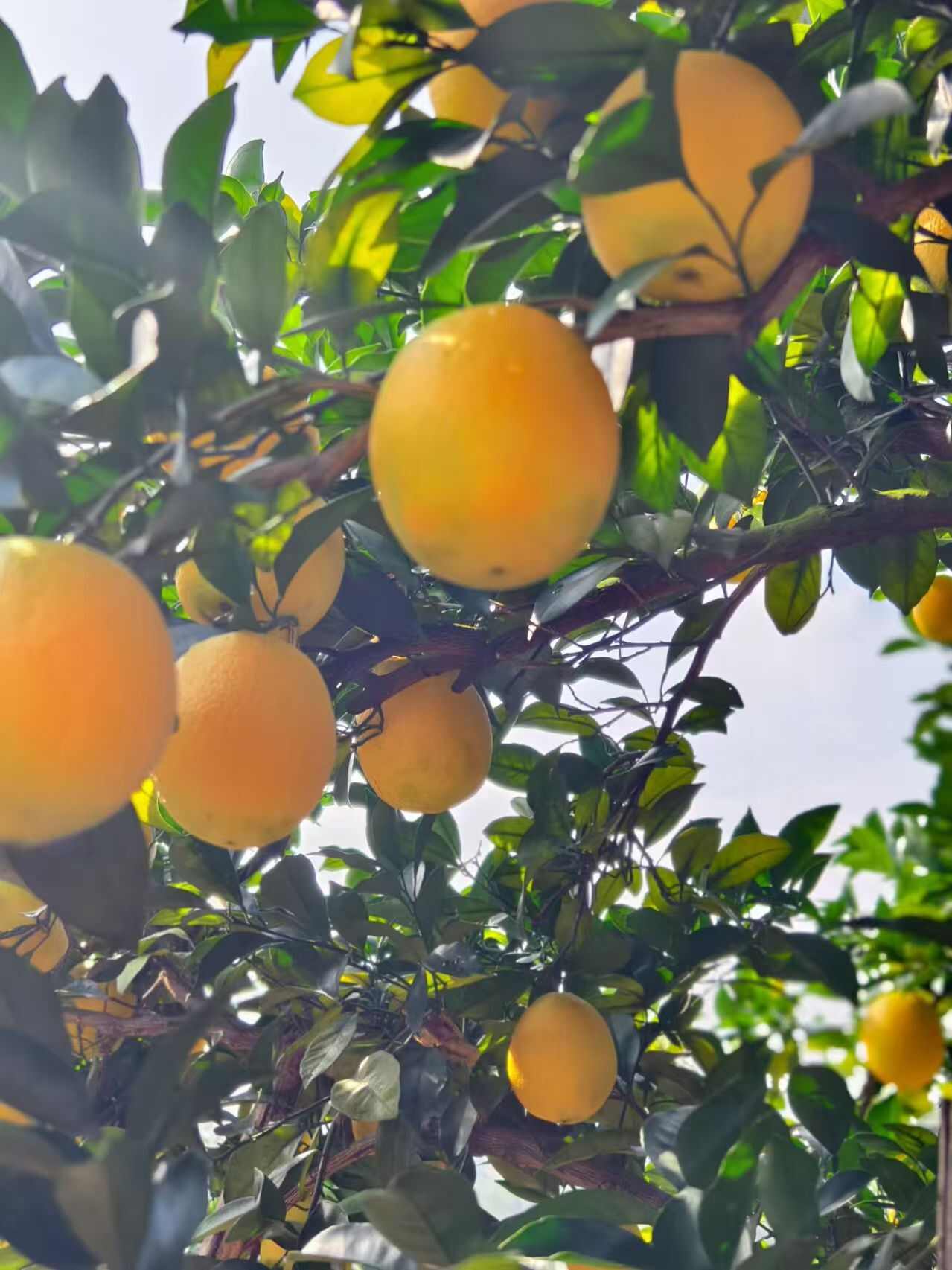 正宗赣南脐橙成熟季，皮薄肉厚，水嫩多汁