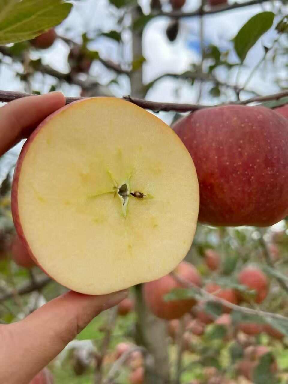 云南昭通丑苹果冰糖心当季水果脆甜多汁5斤9斤整箱包邮批发