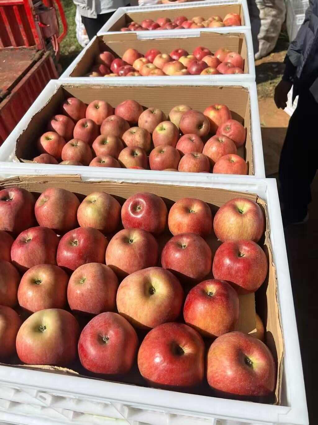 云南昭通丑苹果冰糖心当季水果脆甜多汁5斤9斤整箱包邮批发