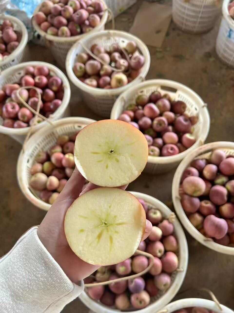 云南昭通丑苹果冰糖心当季水果脆甜多汁5斤9斤整箱包邮批发