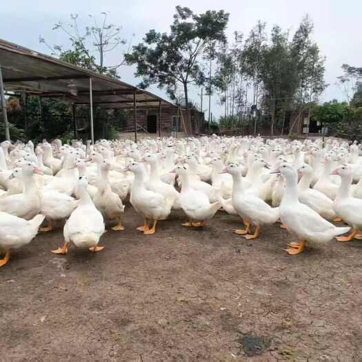 廉江市一点黑  7斤多一只  长期大量有货