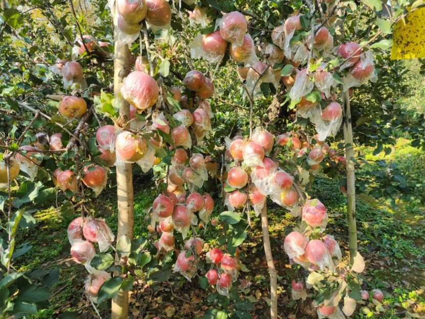 砀山红富士苹果 产地直发 新鲜水果