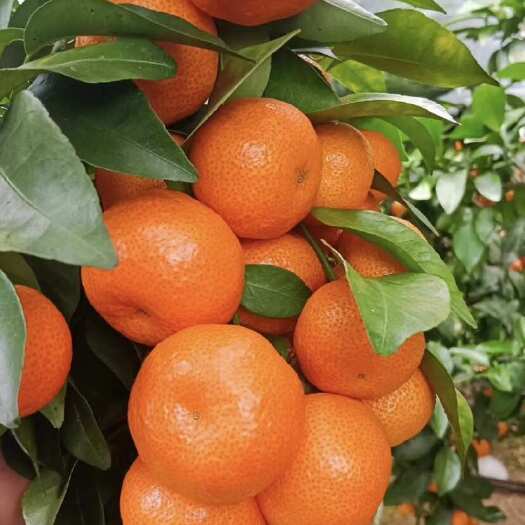 溆浦县砂糖橘，皮薄肉甜，规格30以上，甜度在13个糖左右