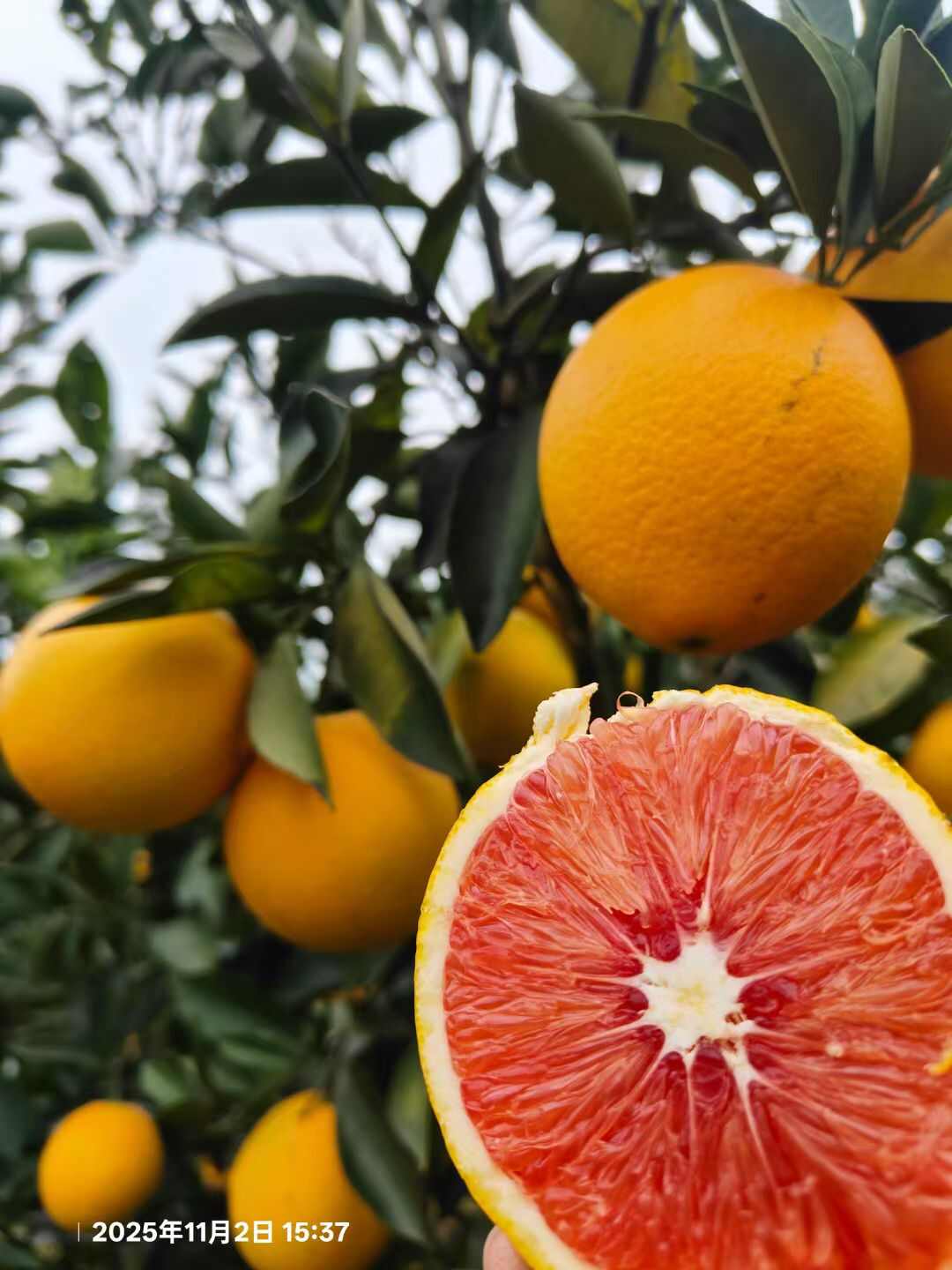 顺丰速运 江西赣南血橙 新鲜采摘当季水果