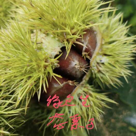 遵化市25年遵化大叶青特大栗子适合开口炒煮黄度可持续24小时