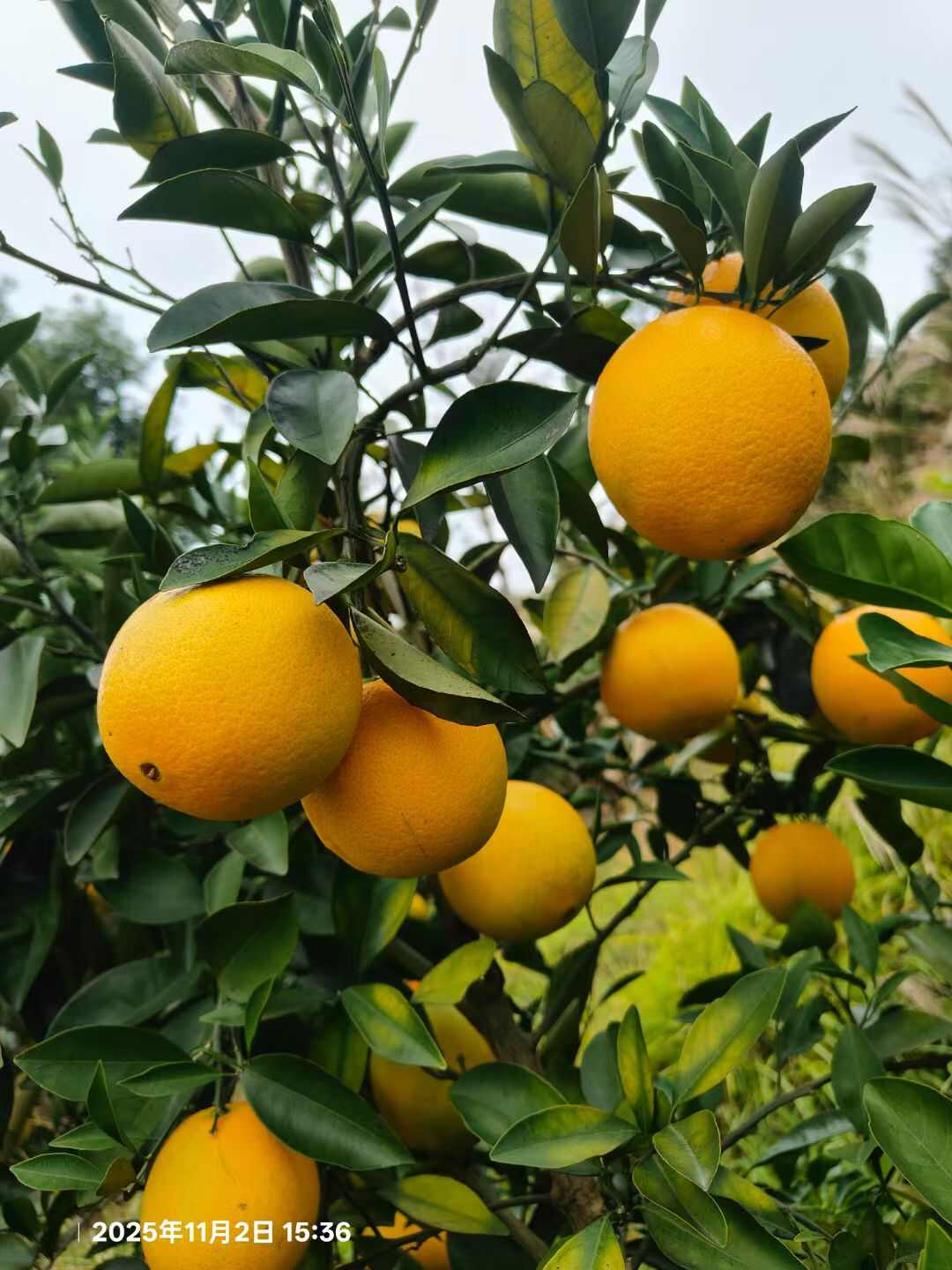 顺丰速运 江西赣南血橙 新鲜采摘当季水果