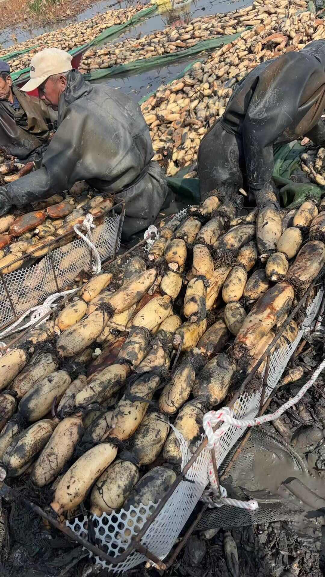 高品质，新鲜出货，口感好