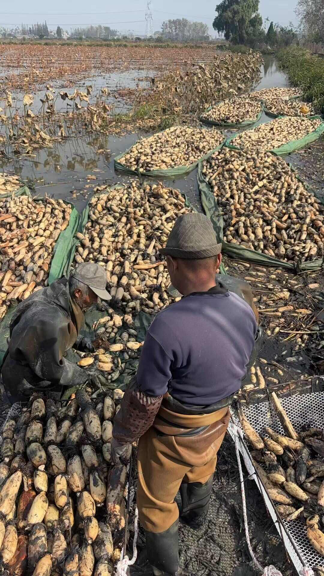 高品质，新鲜出货，口感好