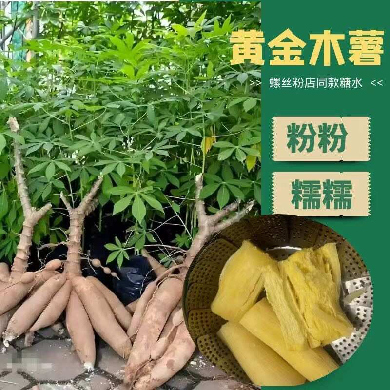 广西黄心木薯新鲜经济糖水木薯产地直供批发包邮5斤整箱贸易批發