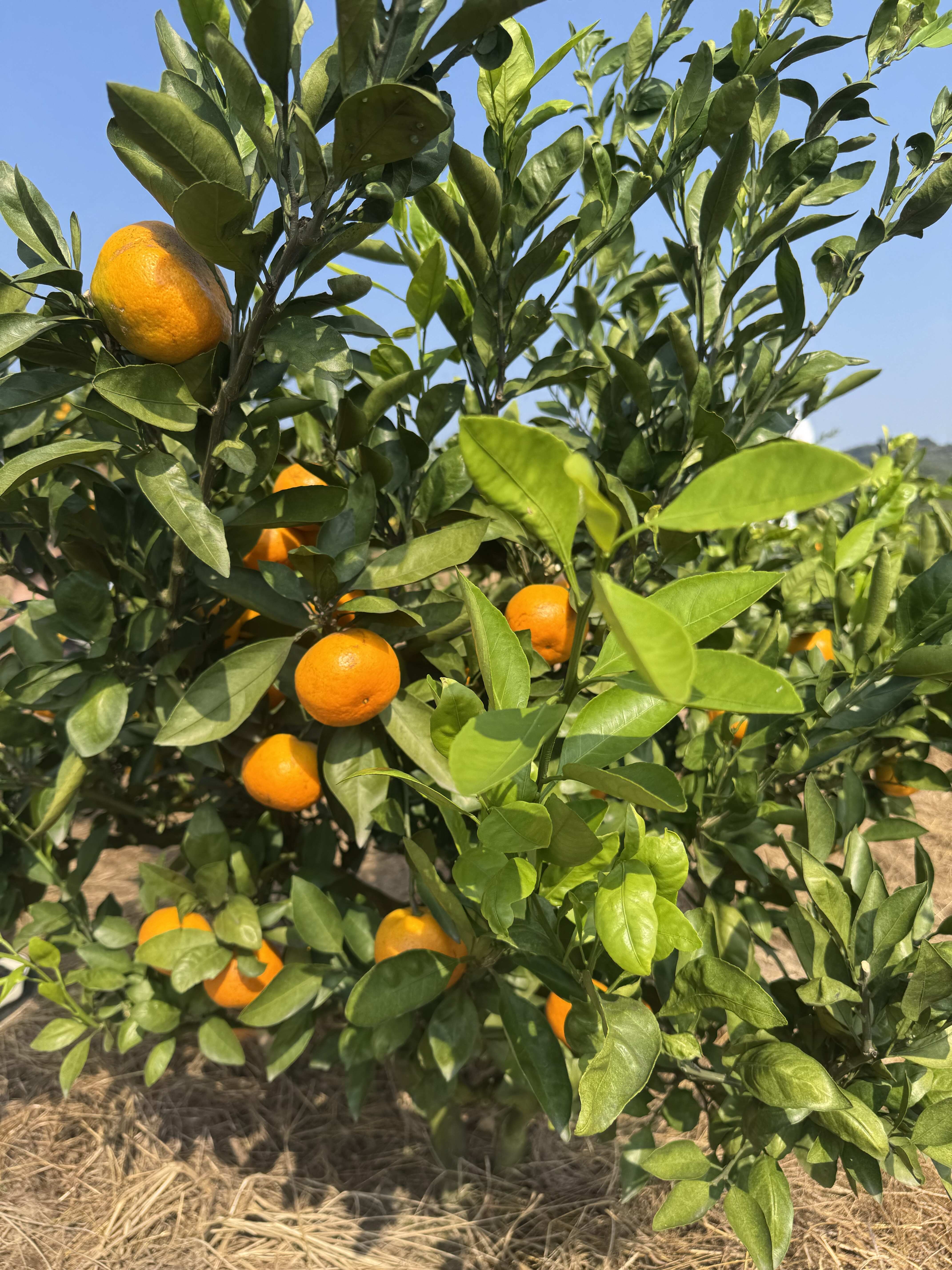 浙江宁海由良柑桔产地直发