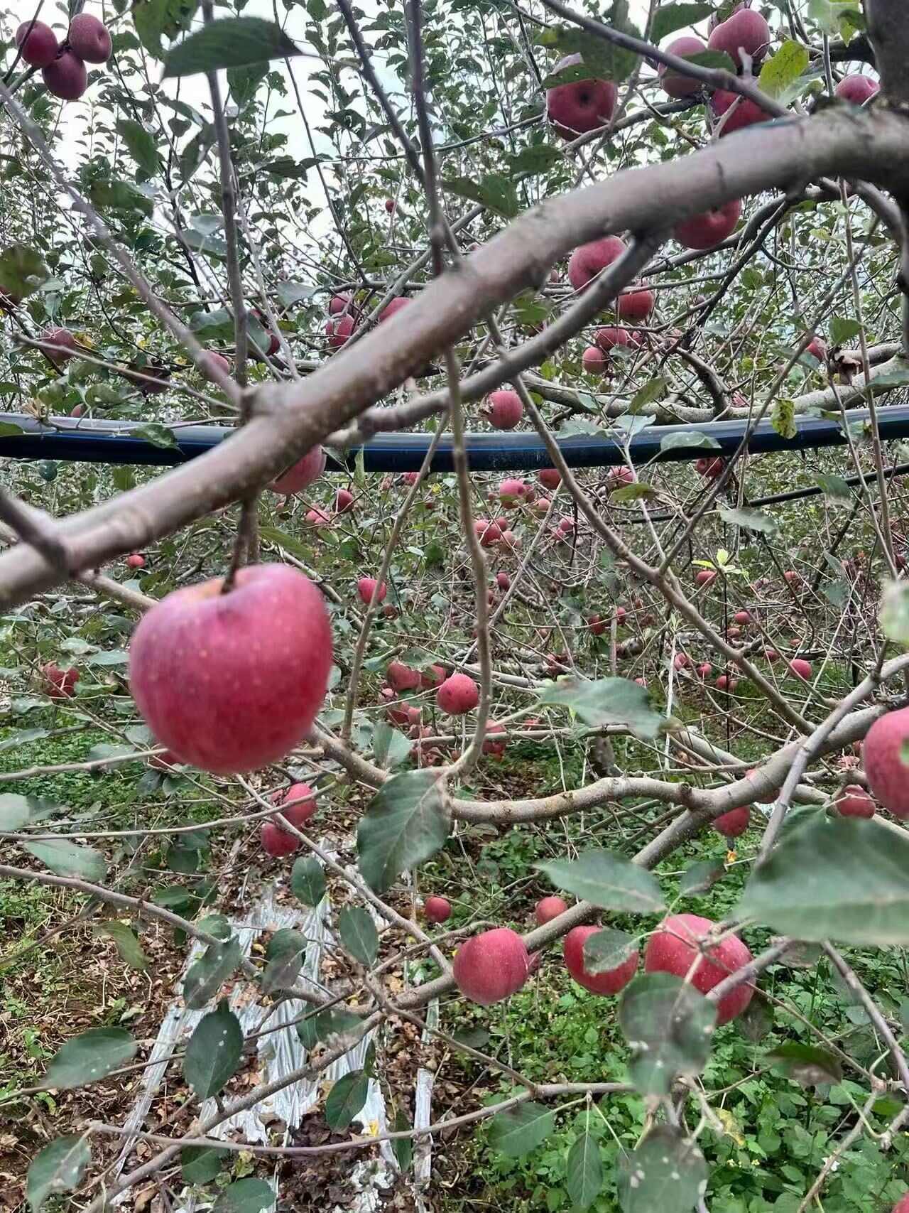 云南昭通丑苹果冰糖心当季水果脆甜多汁5斤9斤整箱包邮批发