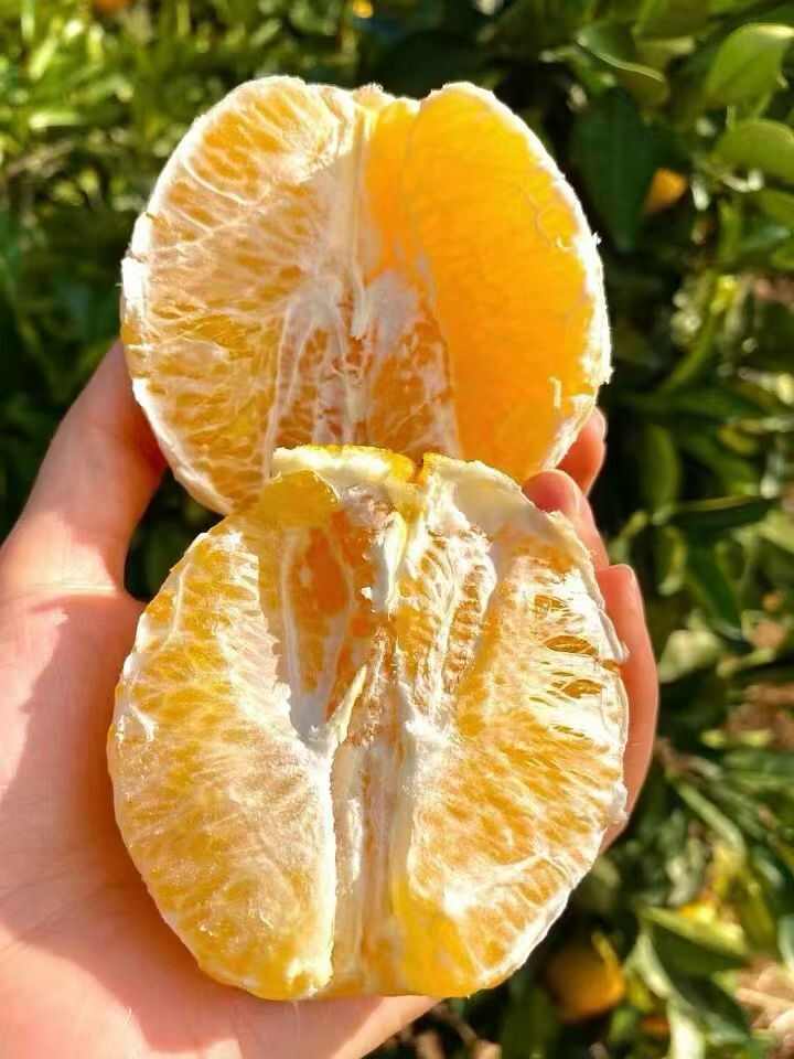 正宗赣南脐橙成熟季，皮薄肉厚，水嫩多汁