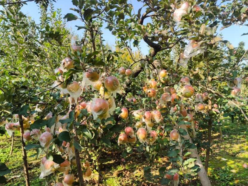 安徽砀山红富士苹果 膜袋泡沫箱装 市场果