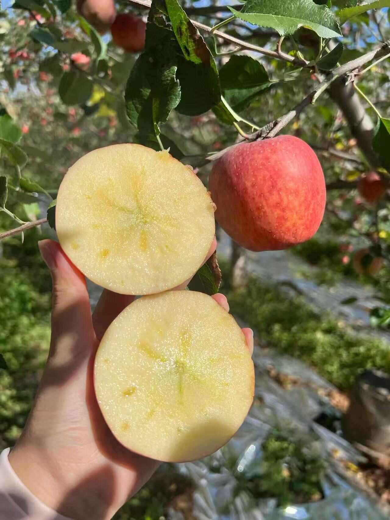 云南昭通丑苹果冰糖心当季水果脆甜多汁5斤9斤整箱包邮批发