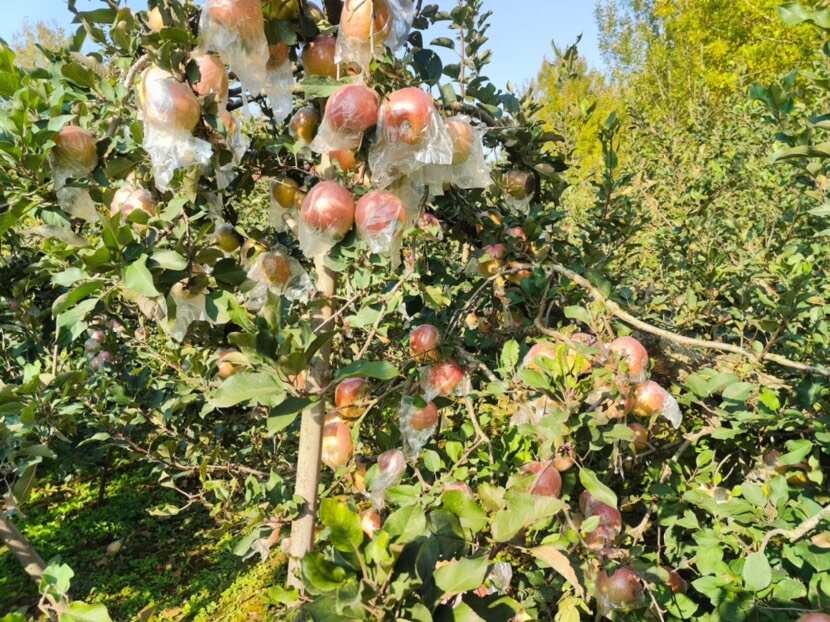 砀山红富士苹果 产地直发 新鲜水果