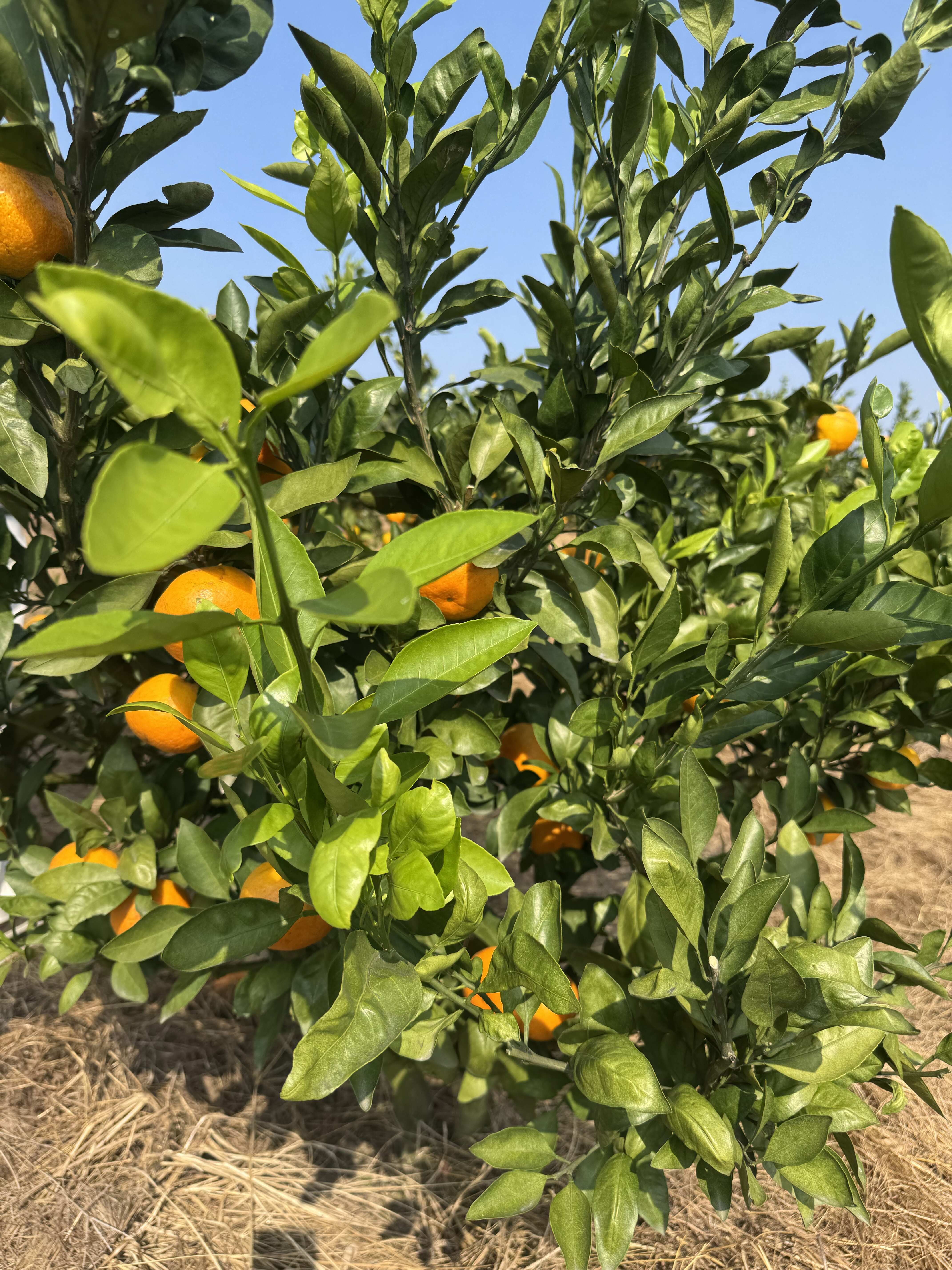 浙江宁海由良柑桔产地直发