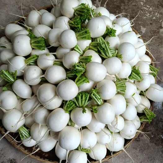 沙洋县圆白萝卜 圆萝卜 基地直发 质量保证 对接各大市场商超