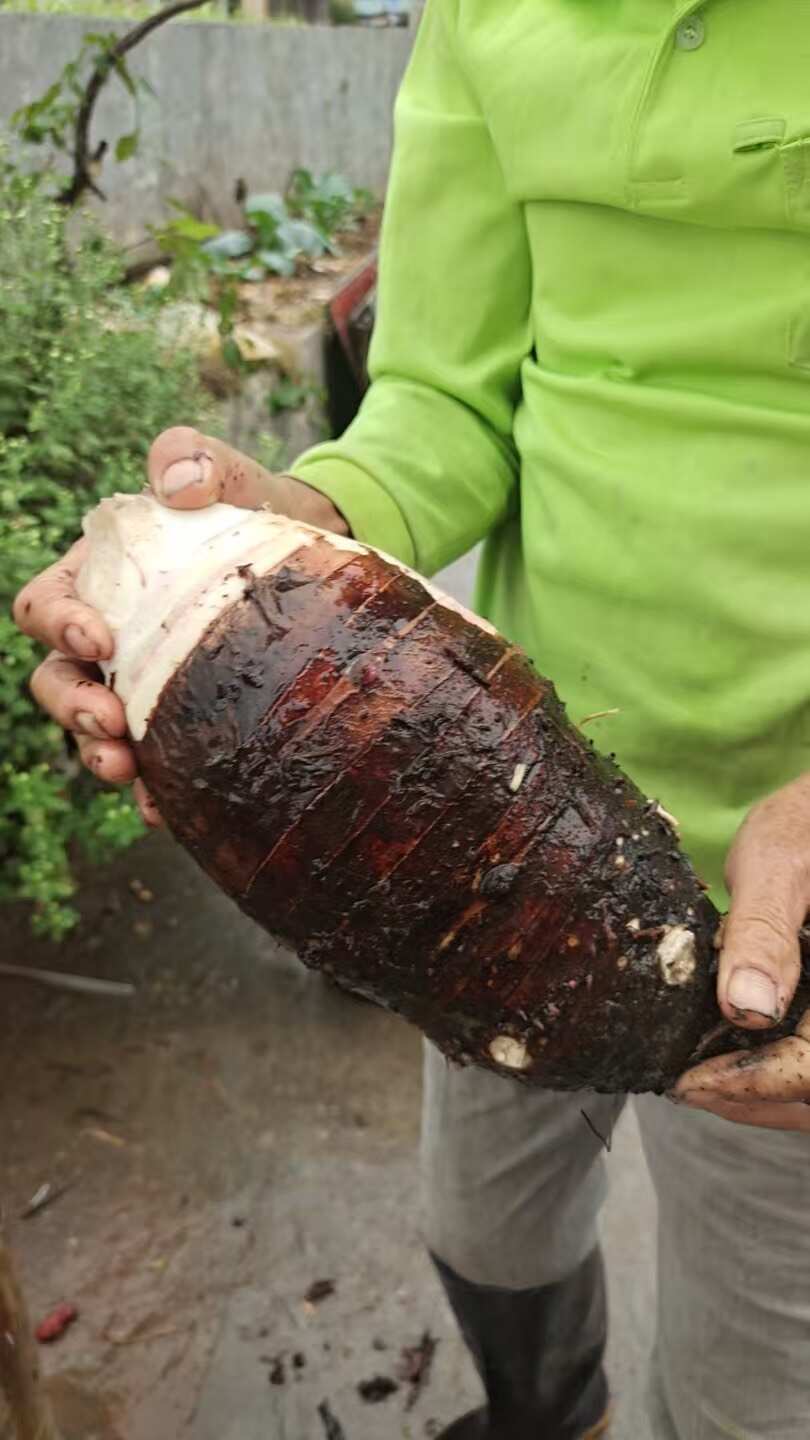 湖南农家精品香芋