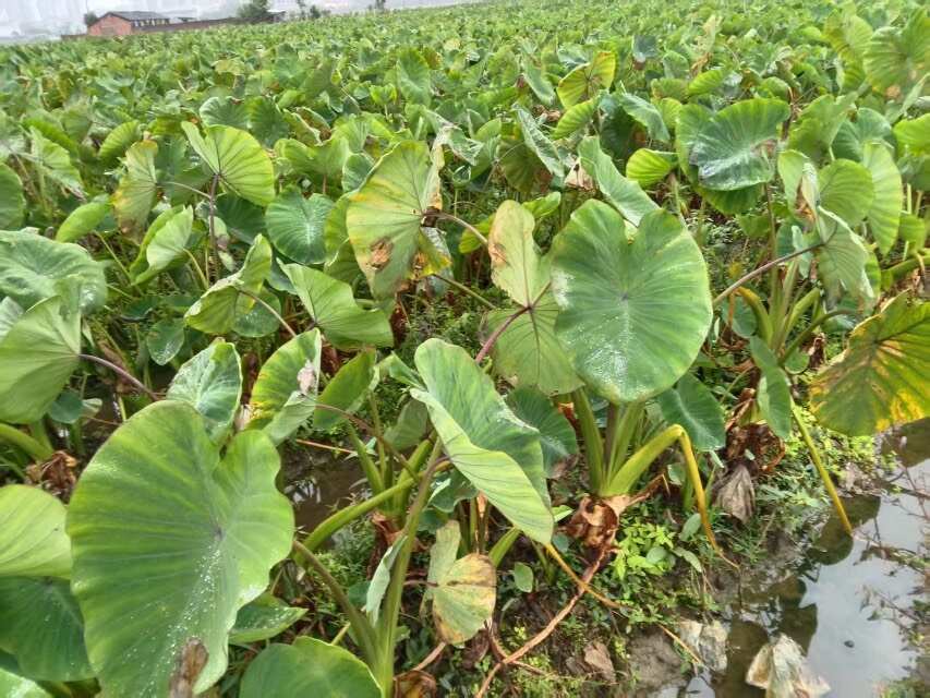 湖南农家精品香芋