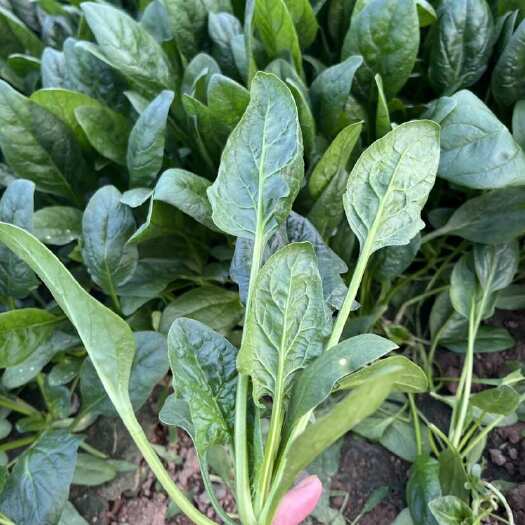 怀宁县新鲜菠菜