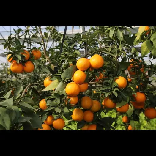 平和县T价小果红美人果冻橙