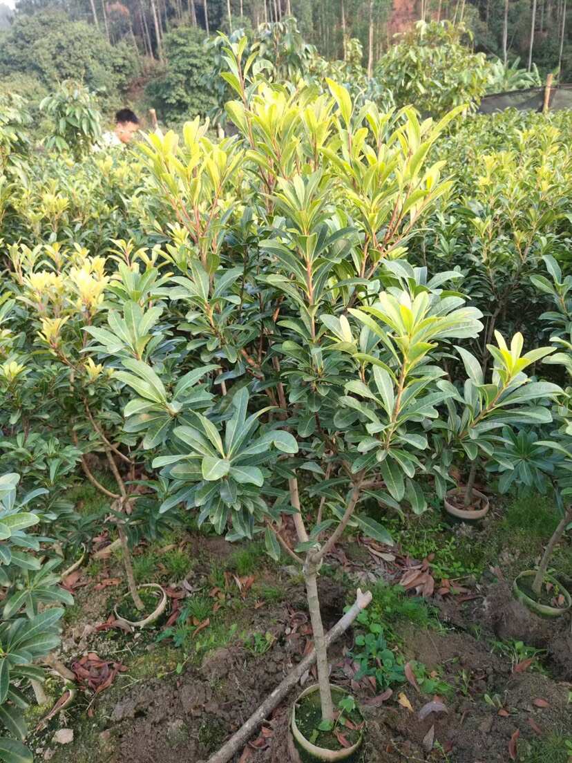 东魁杨梅，黑炭杨梅，正月早熟杨梅树苗，有现货，各种规格都有