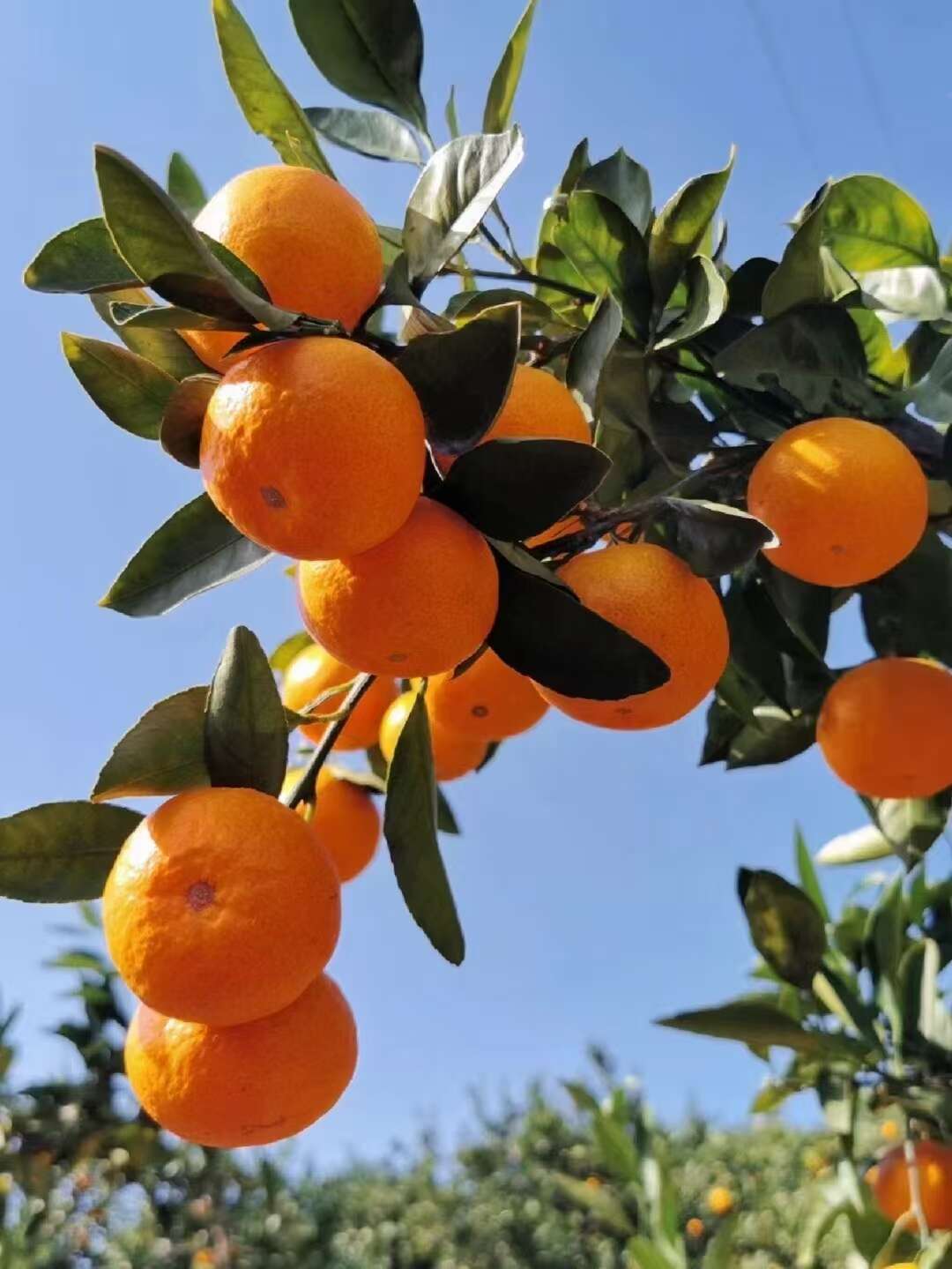 浙江临海蜜桔 新鲜柑桔产地直发