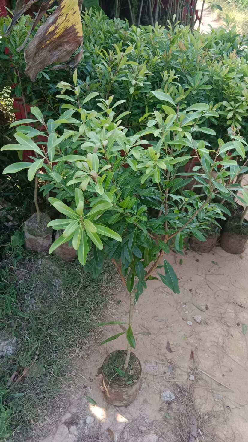 东魁杨梅，黑炭杨梅，正月早熟杨梅树苗，有现货，各种规格都有