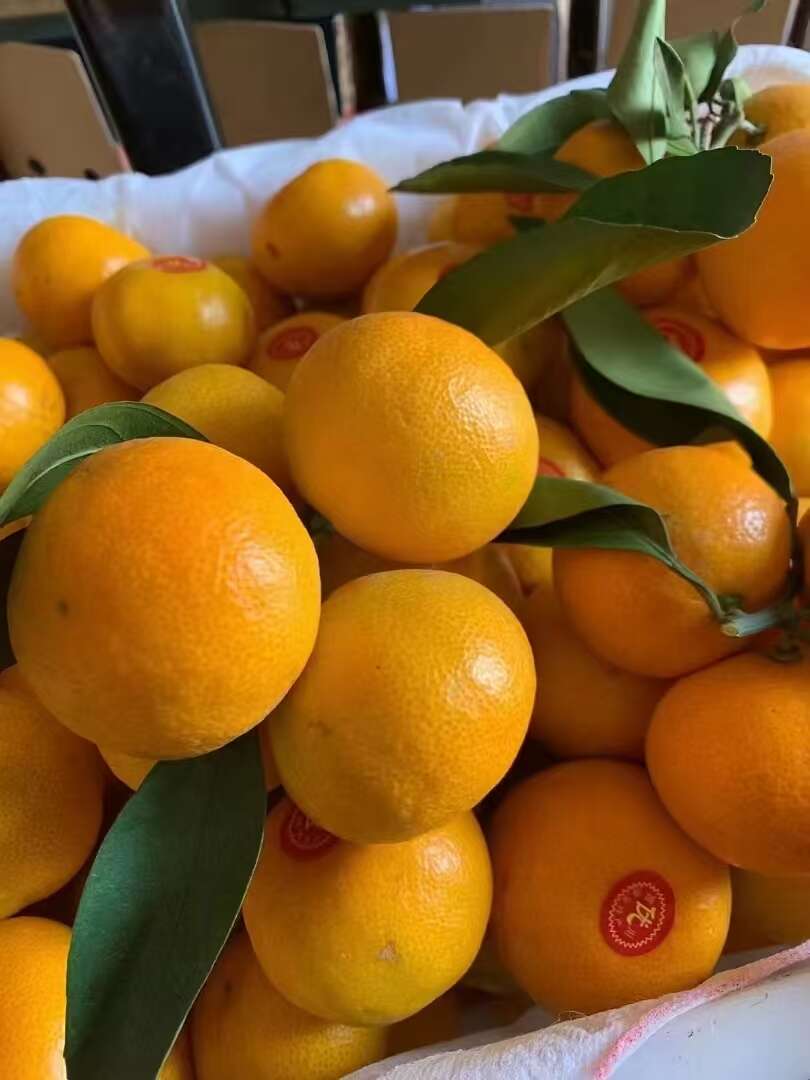 浙江临海蜜桔 新鲜柑桔产地直发