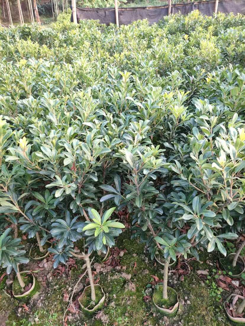 东魁杨梅，黑炭杨梅，正月早熟杨梅树苗，有现货，各种规格都有