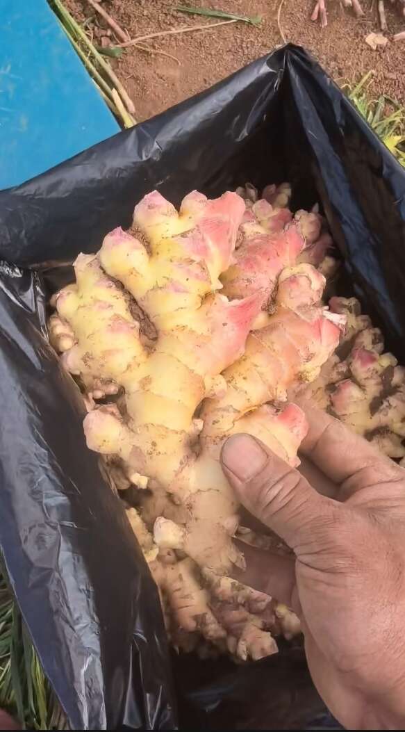 云南小黄姜25年新姜新鲜现挖农家直发包邮高山种植自然生长带泥