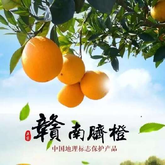 龙南市赣南脐橙