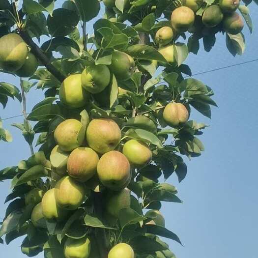 沧县库尔勒嫁接技术香梨，巨甜共计1.5万斤