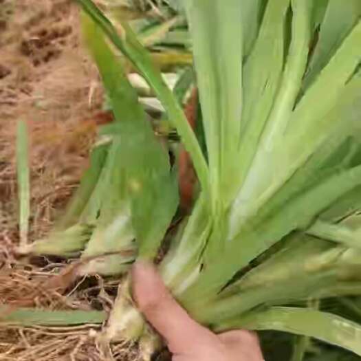 亳州百亩基地，直供射干苗