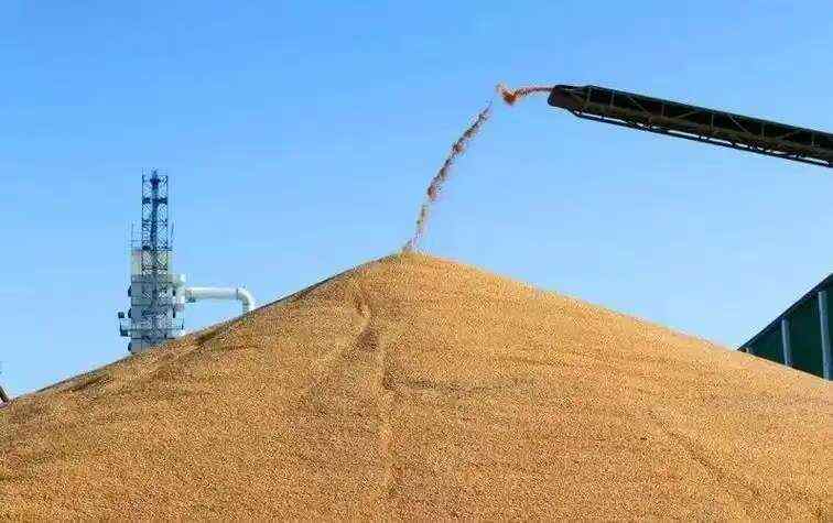 东北烘干玉米原厂直供，量大价优，欢迎进店咨询。