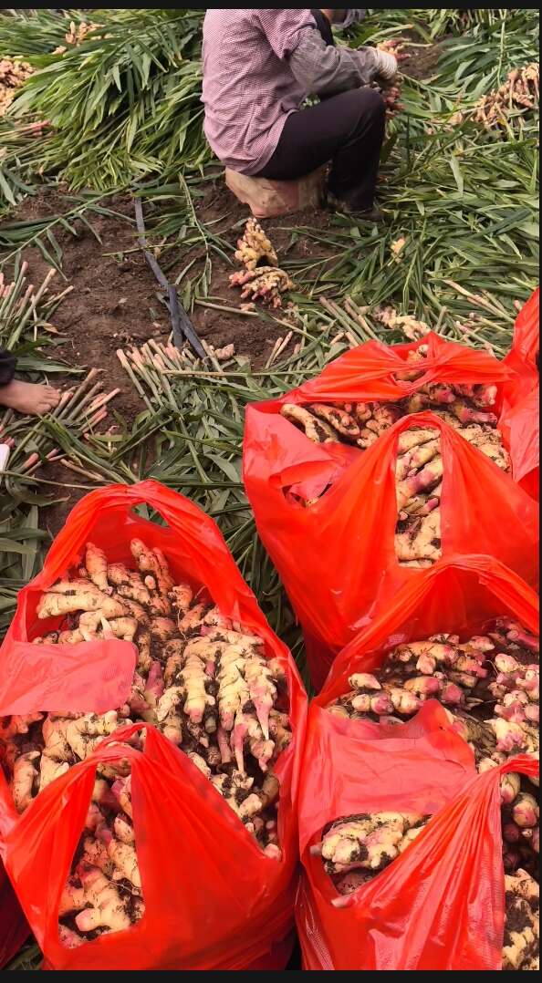 云南小黄姜25年新姜新鲜现挖农家直发包邮高山种植自然生长带泥