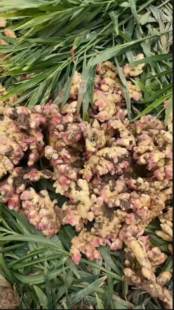 云南小黄姜25年新姜新鲜现挖农家直发包邮高山种植自然生长带泥